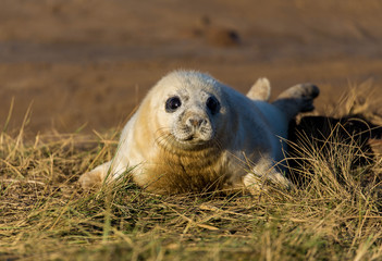 Baby Seal ot Donna Nook reserve