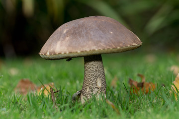 Mushroom