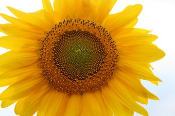 Naklejka premium sunflower-a small sun