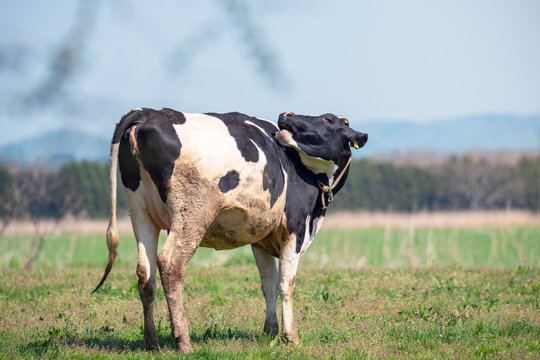 牧場の乳牛