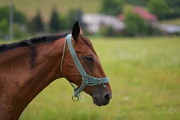 portrait of a horse