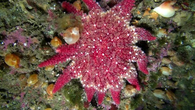 Red echinoderms on seabed of Barents Sea. Diving on background of blue lagoon and marine life in the cold Arctic Ocean