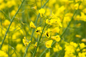 Obraz premium fleurs jaunes en France