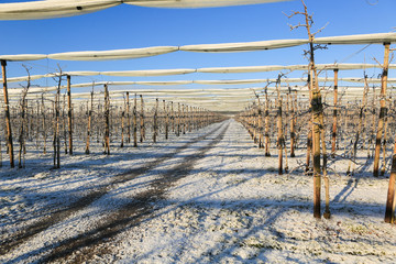 Bodensee Obstbau im Winter
