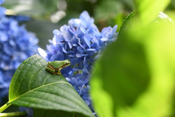 アマガエルとあじさい