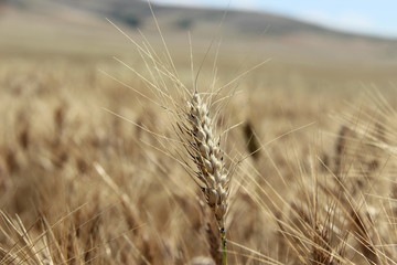 Field of wheat & Wheat head