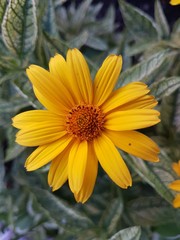 Beautiful flowers of the summer season