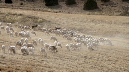 sheep grazing on the field