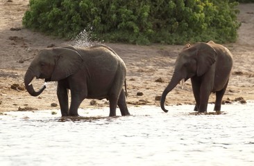 Fototapeta na wymiar Riverine elephant