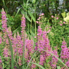 Lythrum salicaria, bloodwort growing on wet swampy spots, an ancient medicinal plant