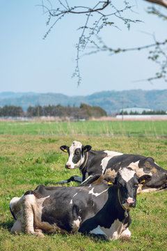 牧場の乳牛