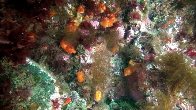 Marine life on seabed of Barents Sea. Diving on background of blue lagoon undewater Arctic Ocean.