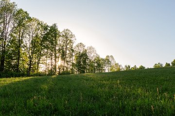 Forest with the last of the sun shining through the trees.