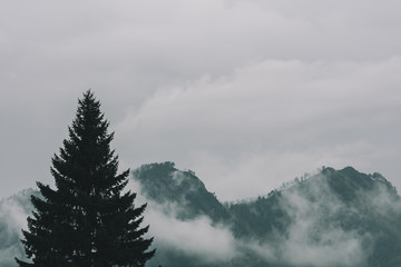 Thick fog in mountains with copy space on mist. Vintage foggy landscape of majestic nature in faded green tones in hipster style. Opaque haze among hills. Silhouette of coniferous tree on foreground.