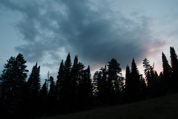 Dark silhouettes of high pines and spruces from below upwards on background of cloudy sunset sky with copy space. Template with coniferous trees close up in faded tones. Eerie atmospheric landscape.