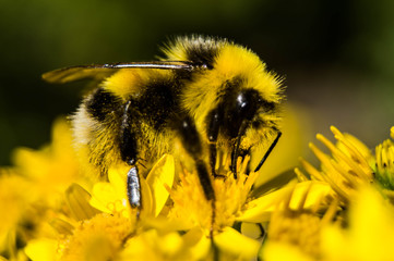 Bubblebee