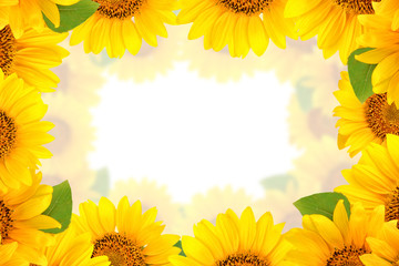 Frame of sunflowers on a white background. Background with copy space.