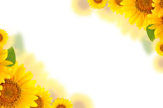 Frame of sunflowers on a white background. Background with copy space.