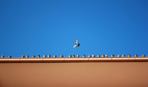 pigeons on the roof  