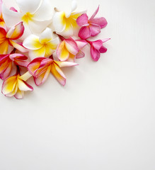 Yellow and pink plumeria, frangipaninflowers in white background