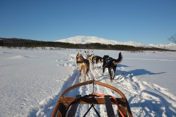 Dog sledding tour on a cold and chilly winter day at the mountains of Tromso
