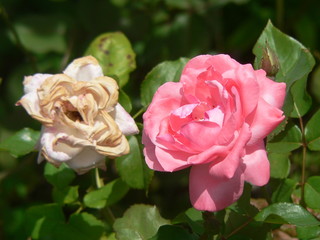 Rose jeune et vieille