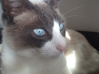 chat yeux bleus