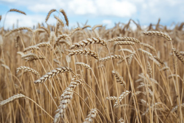 Wheat spikes under the blue sky