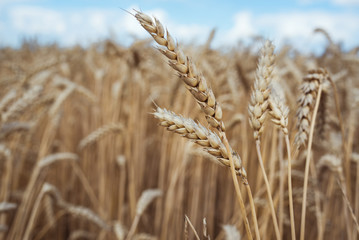 wheat field under a blue sky