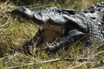 Nile crocodile gaping