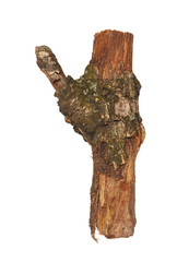 Naklejka premium Broken tree branch isolated on white background