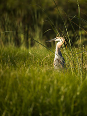 Goliath heron stalking