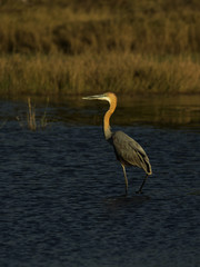 Goliath heron stalking