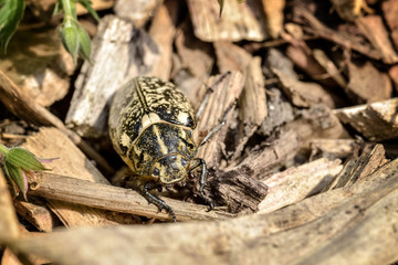 espèce de gros insectes