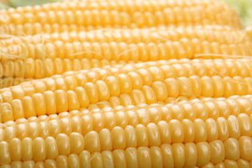 Ripe corn heads in a row on a green leaves close-up. Background