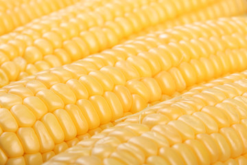 Ripe corn heads in a row