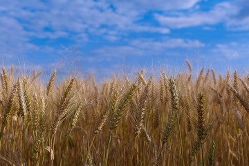 Wheat field on blue sky background