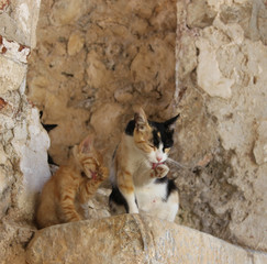 greek cats