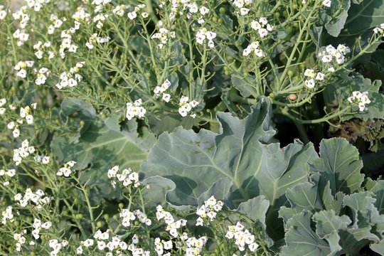 Chou Maritime,crambe Maritima