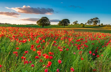 Fototapeten Feld der roten Mohnblumen / Ein Mohnfeld voller roter Mohnblumen im Sommer in der Nähe von Corbridge in Northumberland © drhfoto