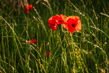 Backlit Red Poppy / A poppy field full of red poppies in summer near Corbridge in Northumberland