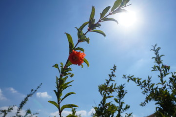 Flower Galilee Israel