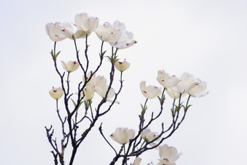 White Magnolia Bush, Tight