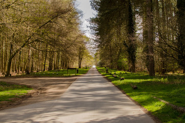 Woodland Path 2