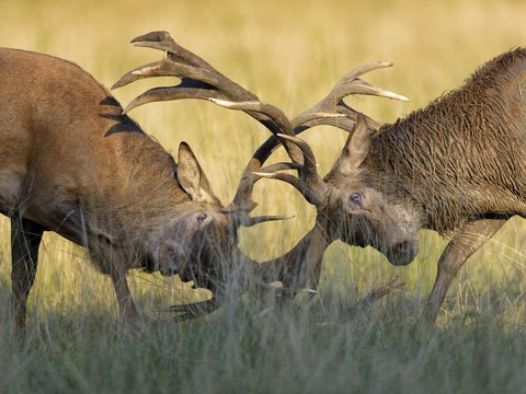 Red deer (Cervus elaphus), fighting deer in the rut, Klampenborg, Copenhagen, Denmark, Europe