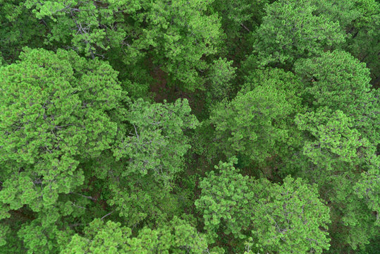 Fototapeta Top view Nature Pine Forest. Aerial view. From above.