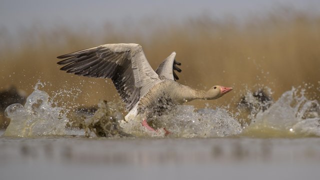 Greylag goose (Anser anser), gander, dispute, aggressive behaviour, Kiskunsag National Park, Hungary, Europe