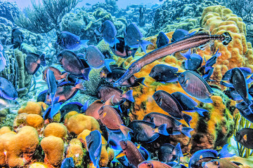 Caribbean coral reef