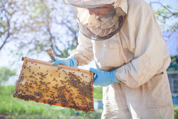 Beekeeper is working with bees and beehives on the apiary. Beekeeper on apiary.