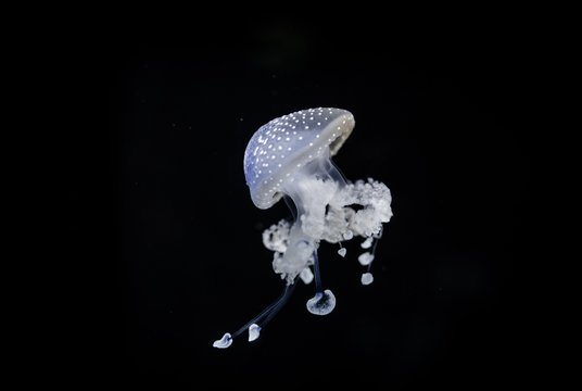 White-spotted Jellyfish (Phyllorhiza punctata), captive